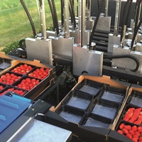 De transportband stuurt de aardbeien naar de verpakkingszone.